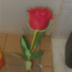 Meet your Posher, Marlene